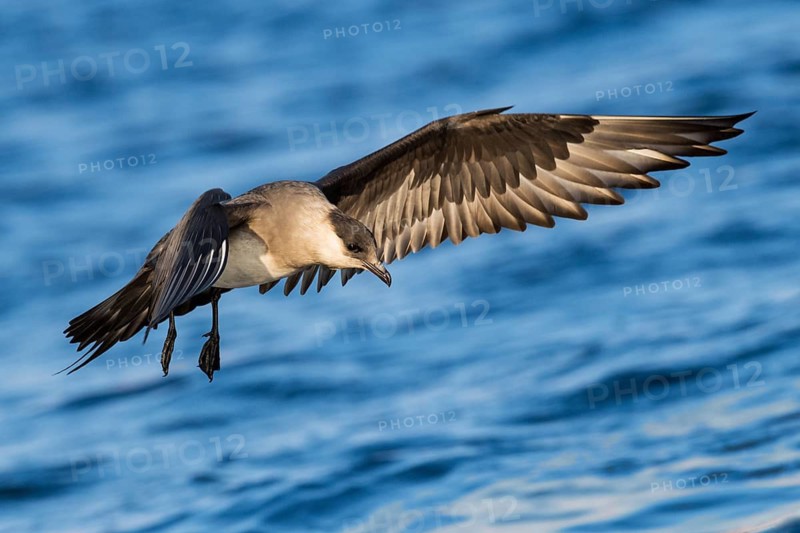 Parasitic Jaeger (Stercorarius parasiticus) flying, Eilat, Israel