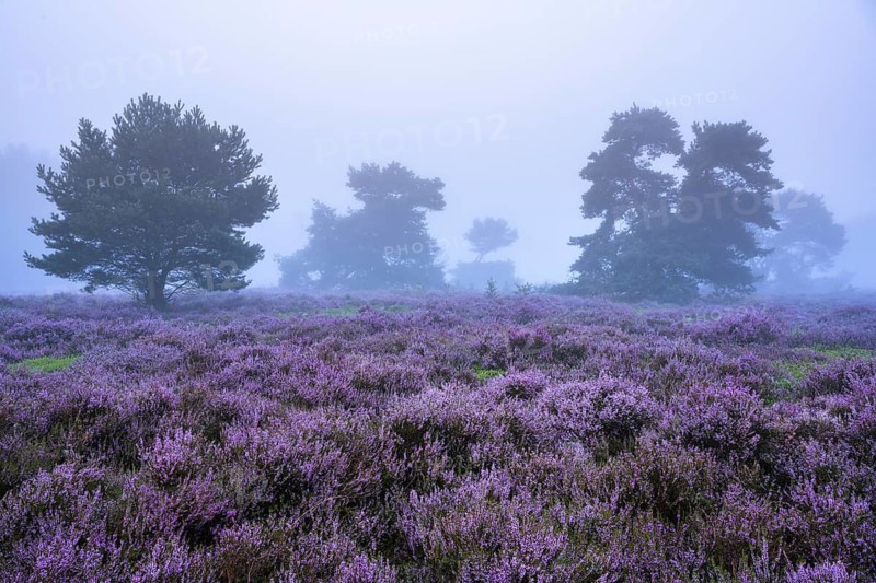Flowering heather (Calluna vulgaris) with pine trees on a foggy morning in the Ahlhorner Heide, Ahlhorn, Lower Saxony, Germany