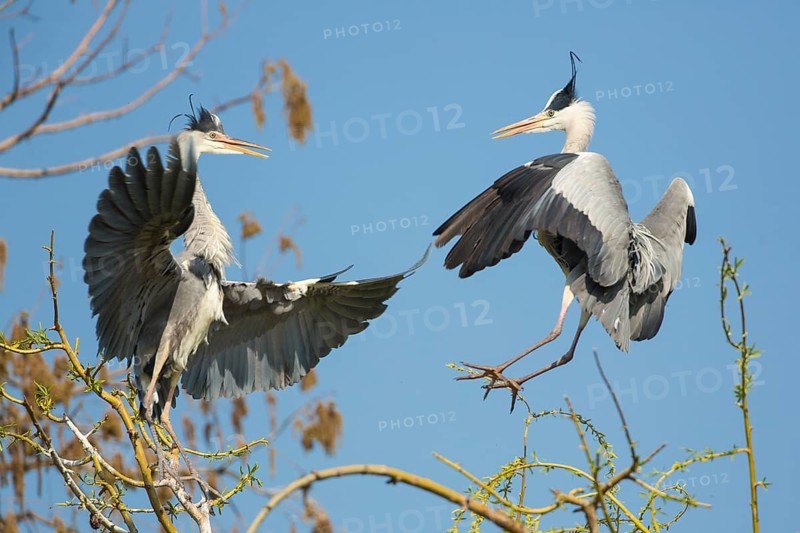 Grey Heron (Ardea cinerea) flying, Baden-Wuerttemberg, Germany