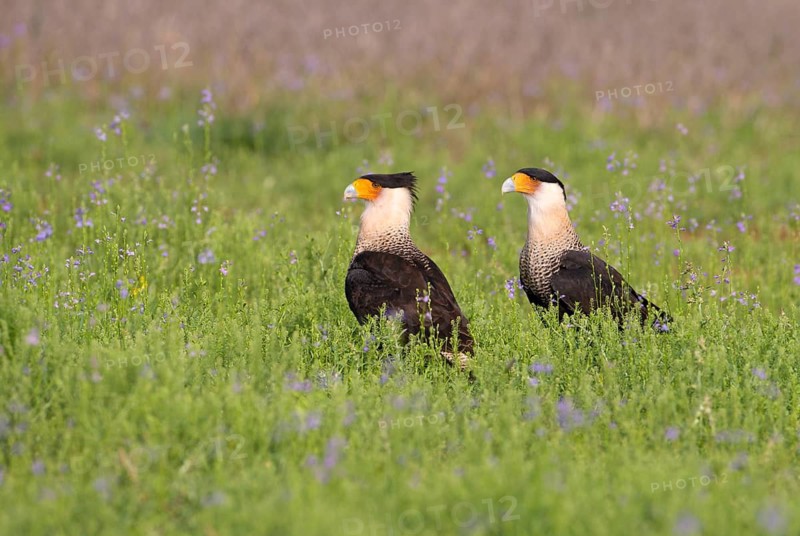 Crested Caracara (Caracara cheriway)