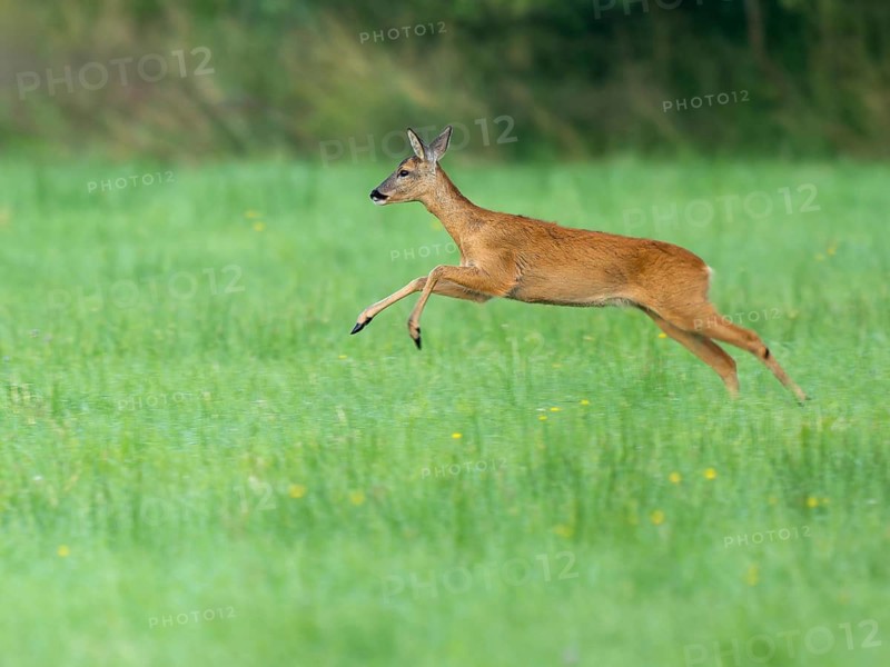 Roe deer (Capreolus capreolus), doe jumping across a meadow, wildlife, Lower Saxony, Germany