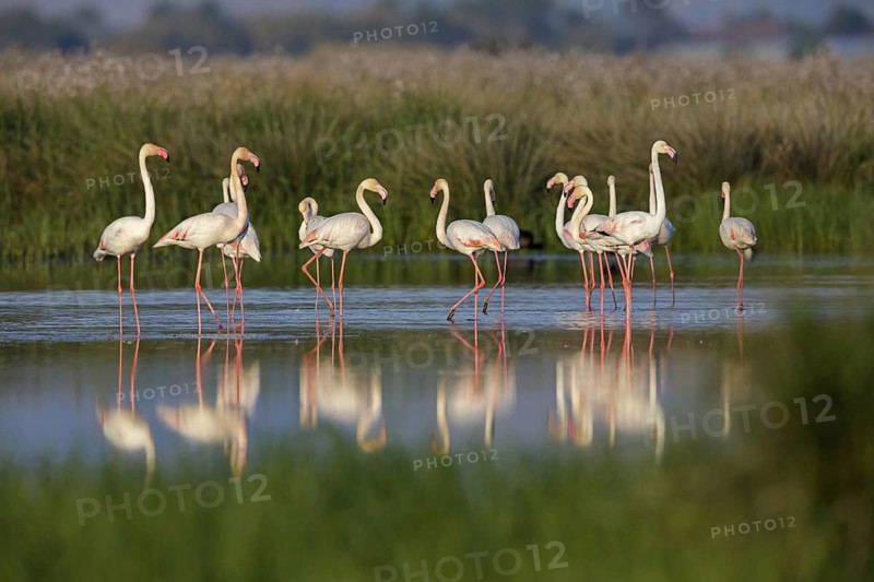 Pink flamingo, (Phoenicopterus ruber), Phoenicopterus roseus, animals, birds, flamingo, biotope, habitat, waters, foraging, group, Lesvos, Greece