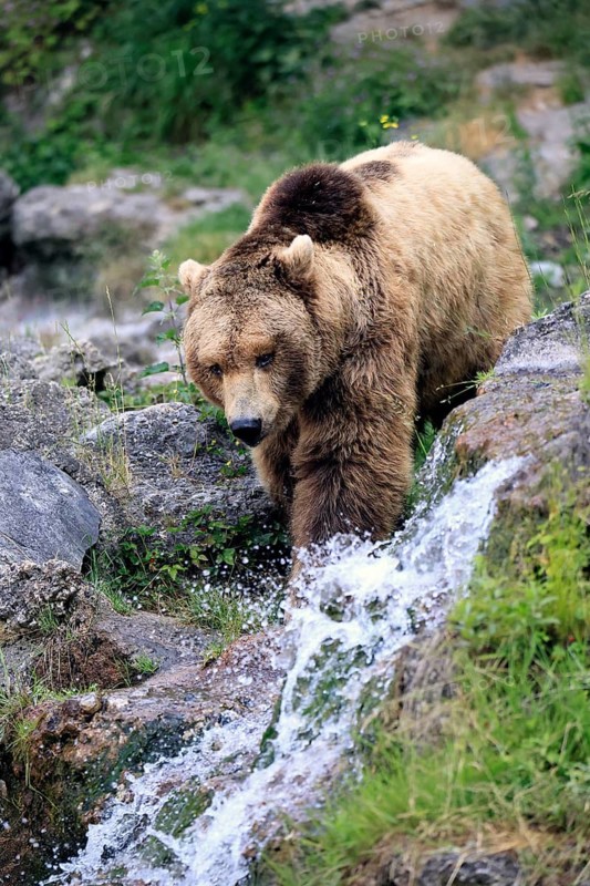 Eurasian brown bear (Ursus arctos arctos), adult, male, at the water, alert, in summer, Bavarian Forest National Park, Germany
