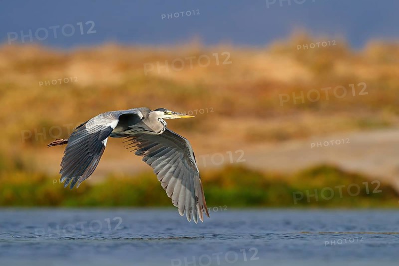 Grey grey heron (Ardea cinerea), Foraging, Boat Trip, Tiszaalpár, Kiskunsági National Park, Bács-Kiskun, Hungary