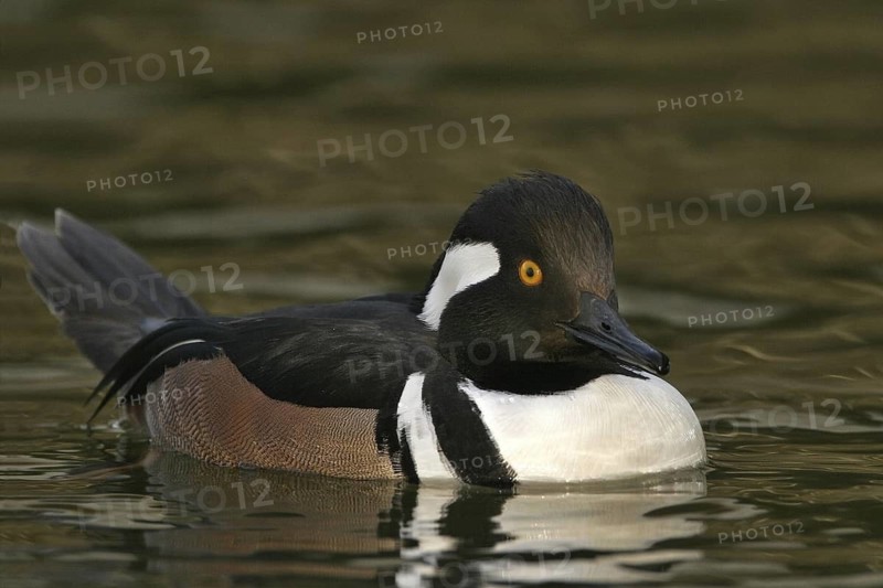 Hooded Merganser (Lophodytes cucullatus) male, Arizona, USA