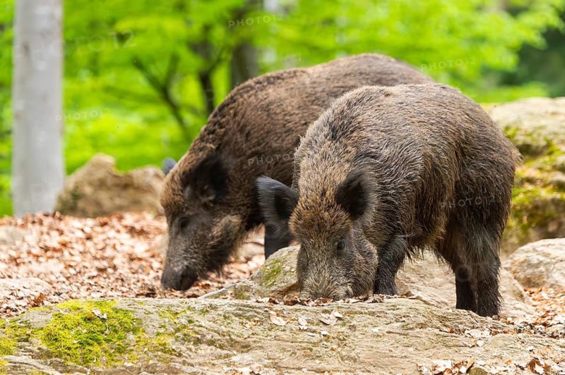Wild boar (Sus scrofa) standing in a forest, Bavaria, Germany