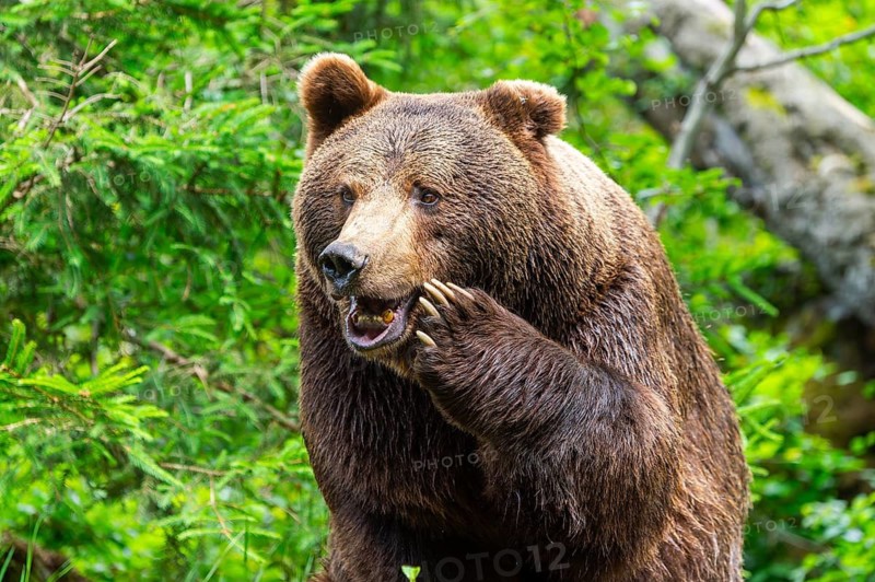 Eurasian brown bear (Ursus arctos arctos), portrait, Bavarian Forest, Bavaria, Germany
