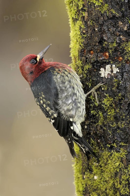 Red-breasted Sapsucker (Sphyrapicus ruber), British Columbia, Canada