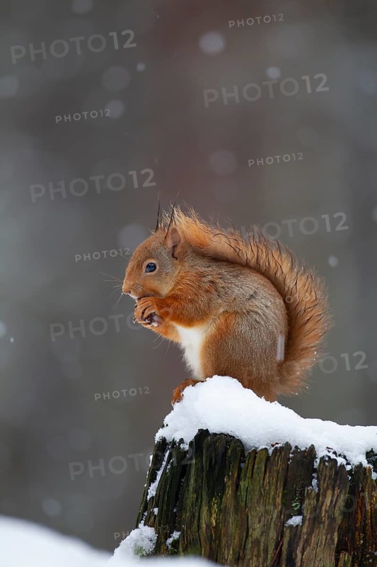 Red squirrel (Sciurus vulgaris) adult animal feeding on a nut on a tree stump covered in snow in winter, Scotland, United Kingdom
