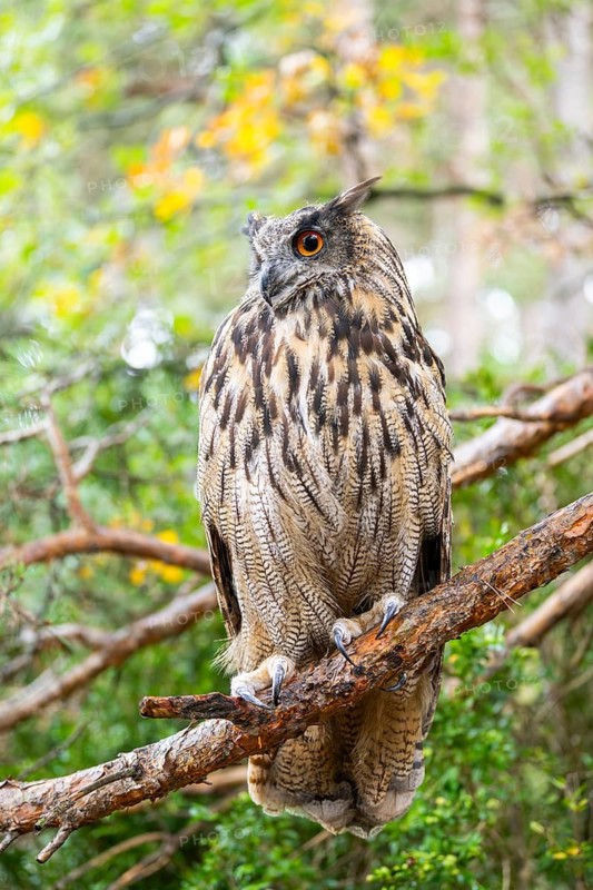 Eurasian eagle-owl (Bubo bubo), captive, sitting on a branch in a forest, Pyrenees, Catalonia, Spain
