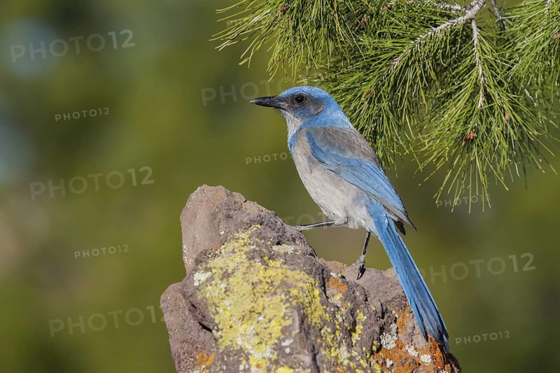 Woodhouse’s Scrub-Jay Aphelocoma woodhouseii Tucson, Pima County, Arizona, United States 9 February Adult Corvidae Formerly Western Scrub-Jay (Aphelocoma californica nevadae)