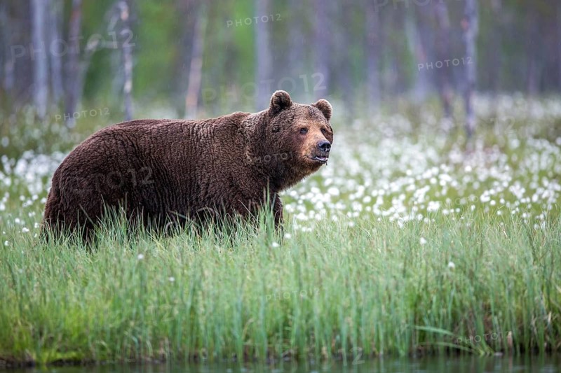 European brown bear (Ursus arctos), Europe, Scandinavia, Finland