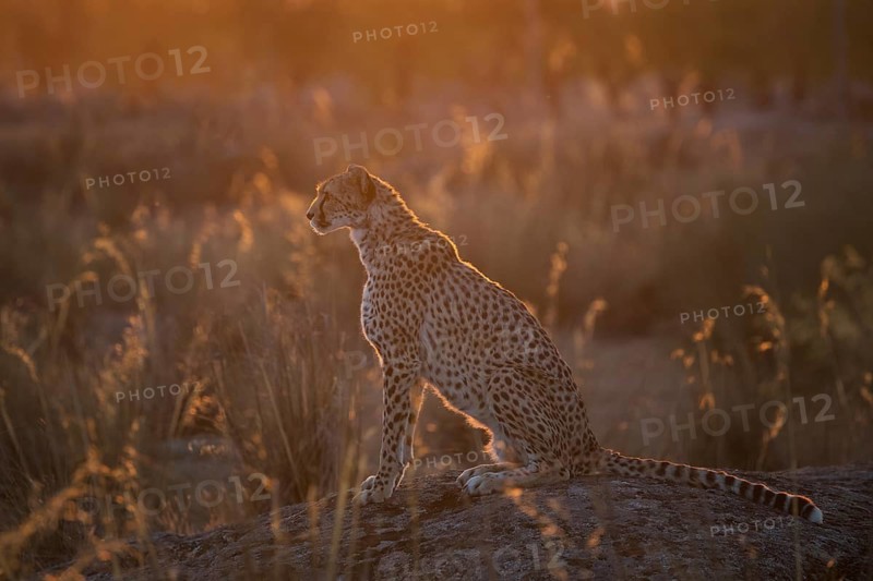 Cheetah (Acinonyx jubatus) female on rocks in flowering grassland at sunrise, Castile-La Mancha, Spain