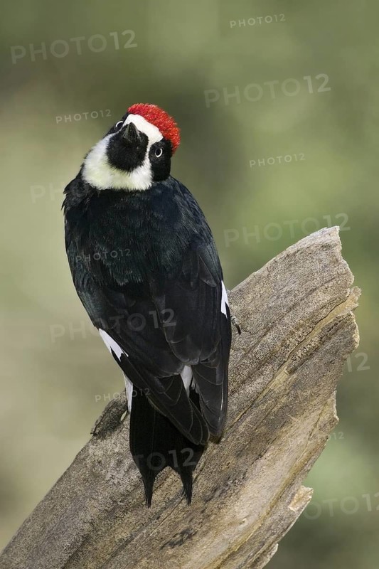 Acorn Woodpecker (Melanerpes formicivorus), Arizona, USA