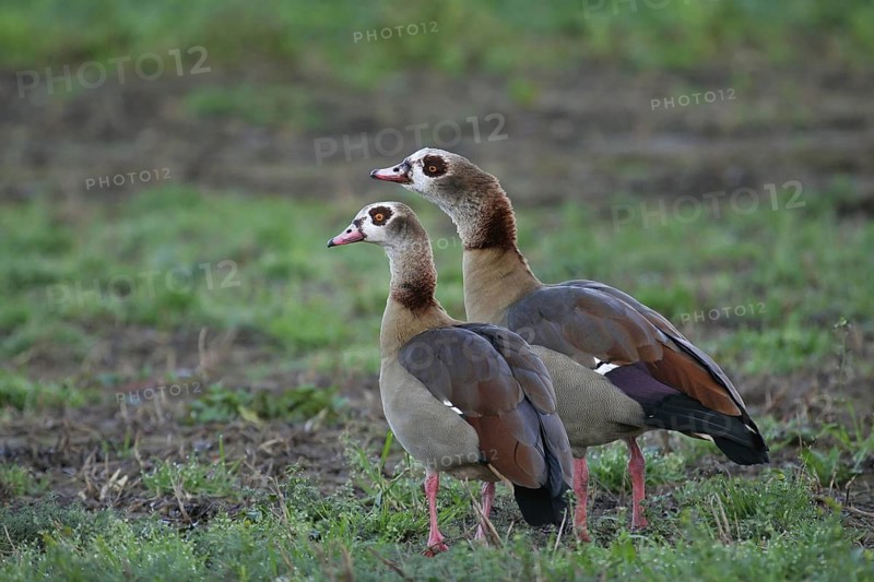 Egyptian Goose (Alopochen aegyptiaca) pair, Baden-Wuerttemberg, Germany