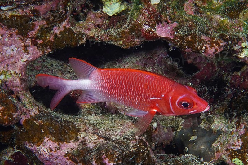 Silver-spotted hussar (Sargocentron caudimaculatum)