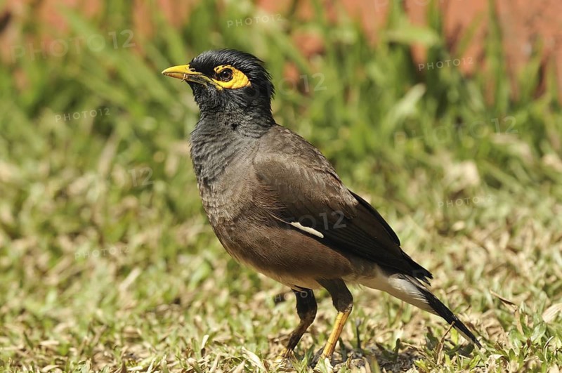 Common Myna (Acridotheres tristis), Kerala, India