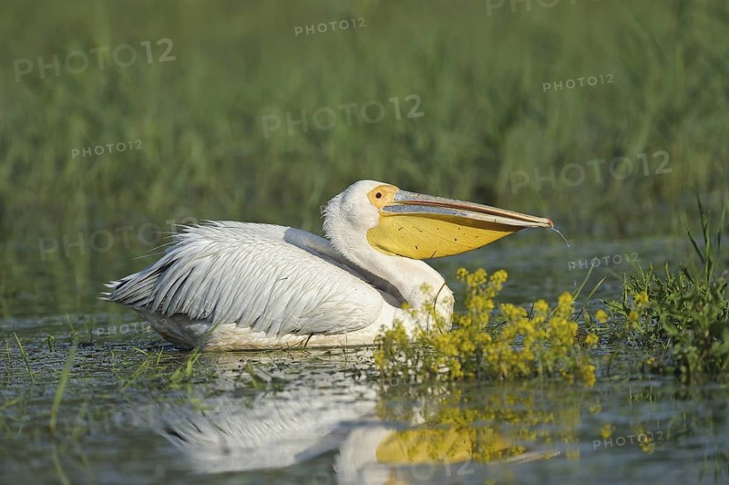 Rosapelikan (Pelecanus onocrotalus) Eastern White Pelican