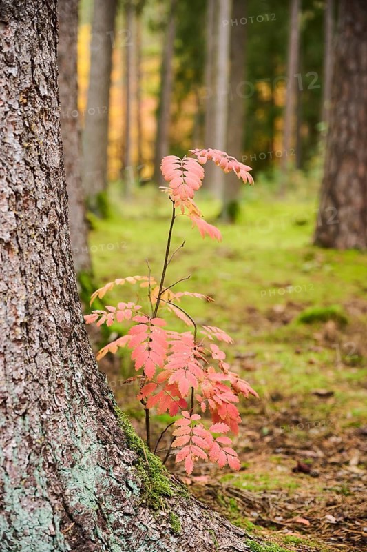 Mountain-ash (QSorbus aucuparia) with colored leafes in a forest in autumn, Bavaria, Germany