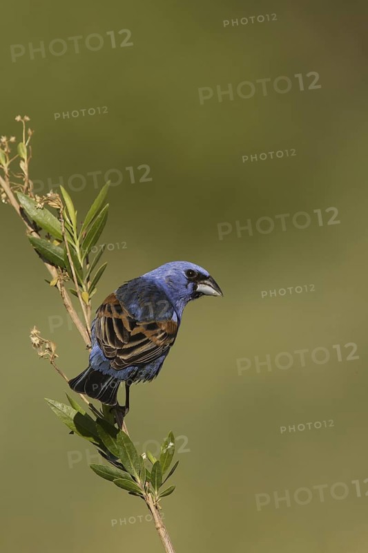 Blue Grosbeak (Passerina caerulea) male, California, USA