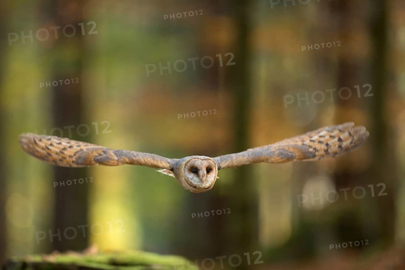 Western Barn Owl (Tyto alba) flying, North Rhine-Westphalia, Germany