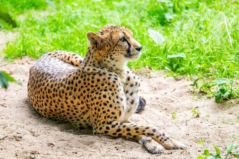 Cheetah (Acinonyx jubatus) lying ion the ground, Germany