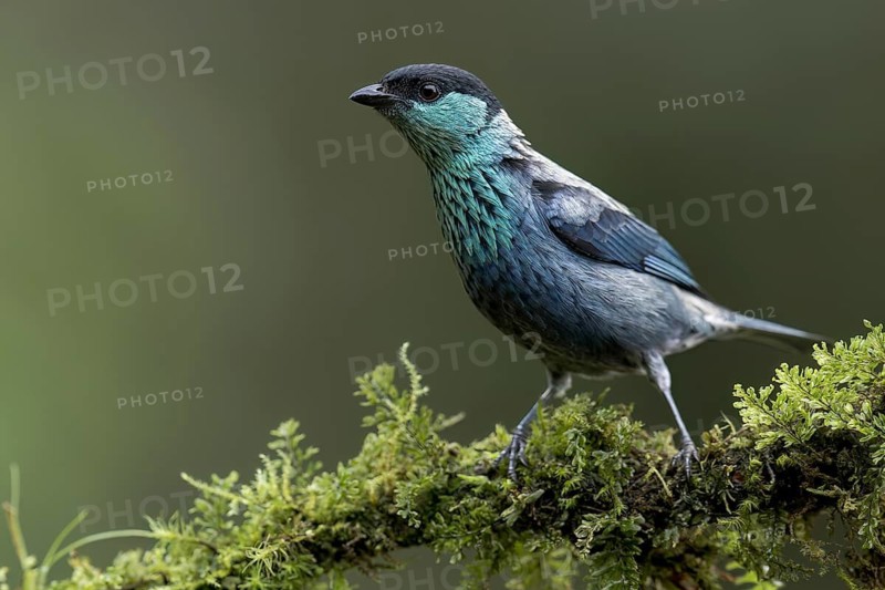 Black-capped Tanager (Tangara heinei) perched on a branch in Colombia, South America