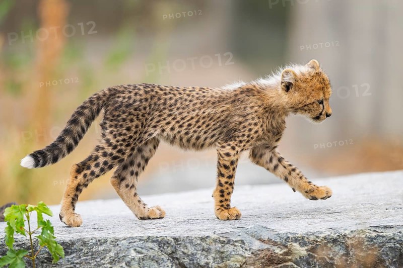 Cheetah (Acinonyx jubatus) youngster walking on a rock, captive, occurrence Africa