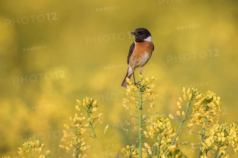 European Stonechat (Saxicola rubicola) male perched in a rape field, Poland