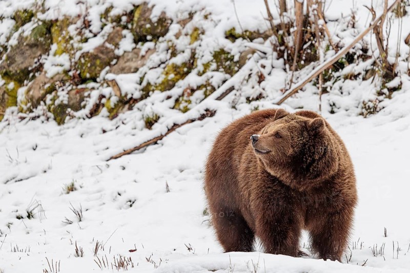 A Eurasian brown bear (Ursus arctos arctos) runs across a snow-covered meadow in hilly terrain. Transylvania, Romania