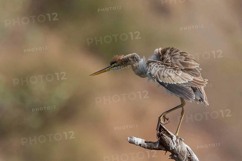 Purple Heron (Ardea purpurea) perched on a branch, Senegal