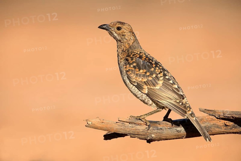 Spotted Bowerbird (Chlamydera maculata) male perched on a branch, Queensland, Australia