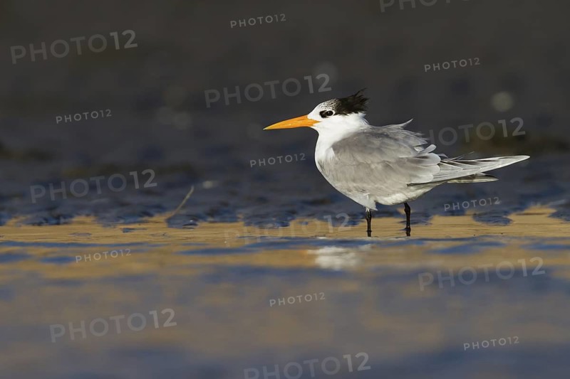 Lesser Crested Tern (Thalasseus bengalensis), Oman