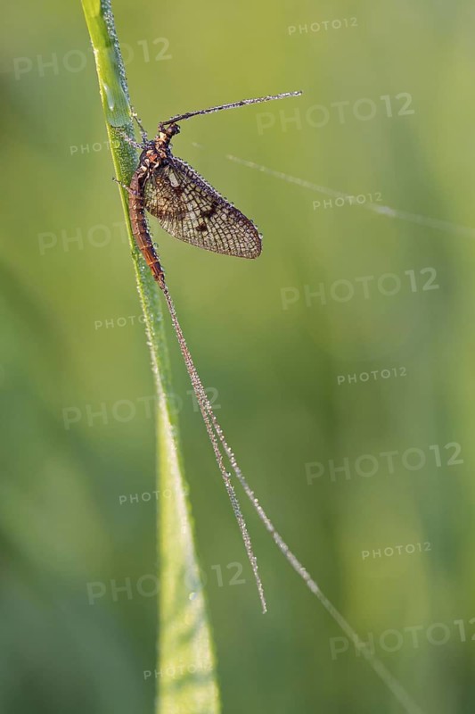 Brown mayfly, (Ephemera vulgata), animals, insects, flies, fly, Lake Neusiedl, Andau, Burgenland, Austria