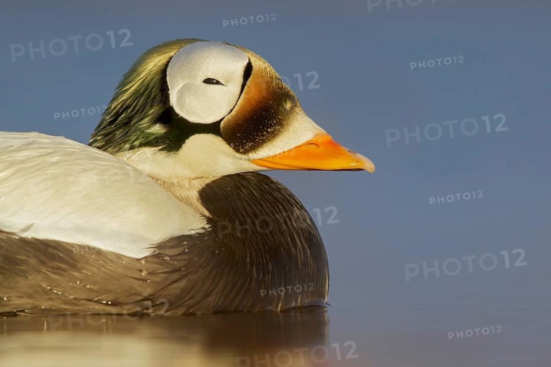 Spectacled Eider (Somateria fischeri) feeding on a small pond on the tundra in Northern Alaska