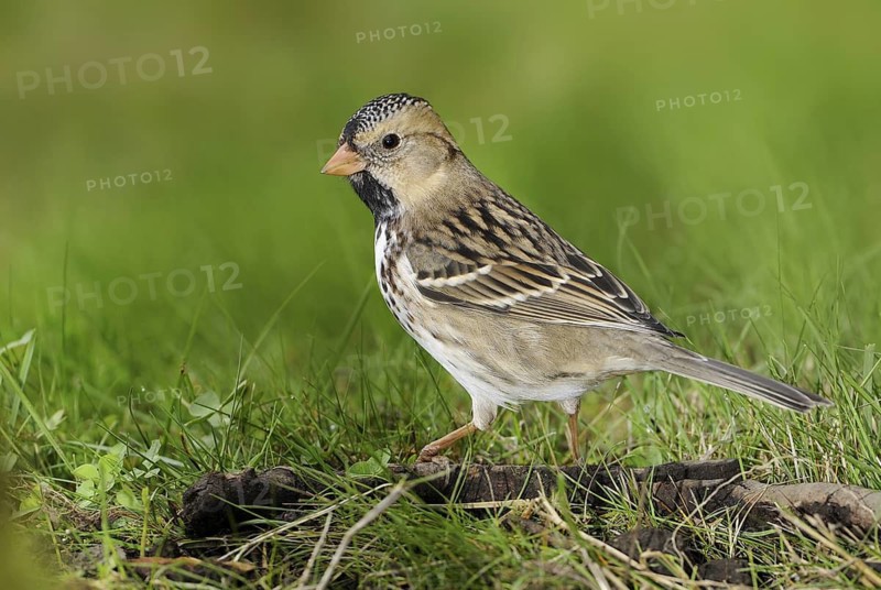 Harris's Sparrow (Zonotrichia querula), British Columbia, Canada