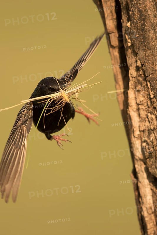 Common Starling (Sturnus vulgaris) approaching nest hole with nesting material in beak, Serbia