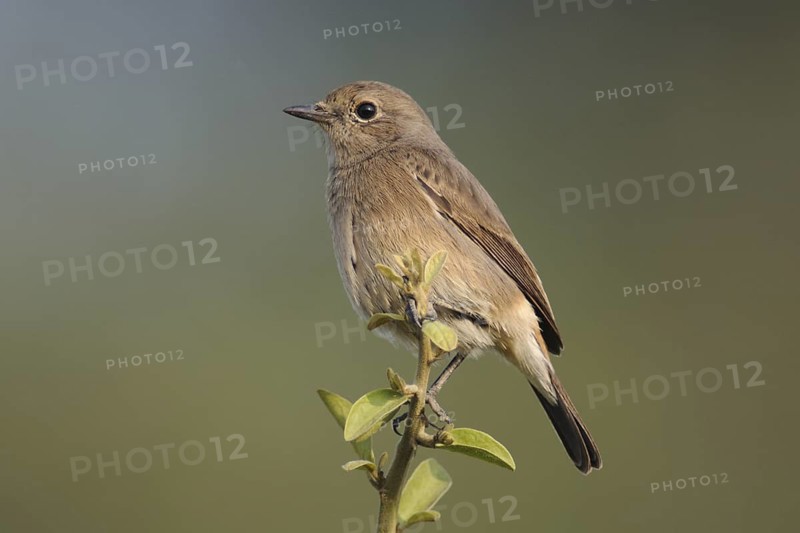 Pied Bush Chat (Saxicola caprata) female, India