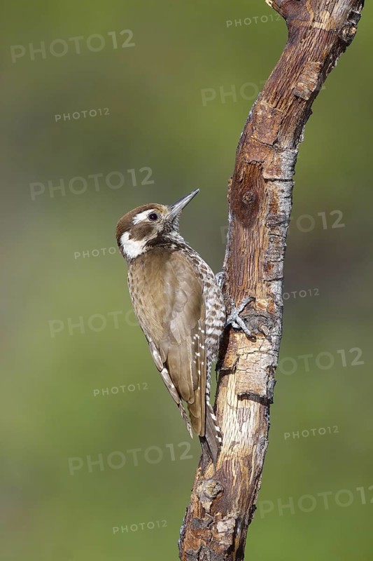 Arizona Woodpecker Picoides arizonae Madera Canyon, Santa Cruz County, Arizona, United States 18 May Adult Female Picidae