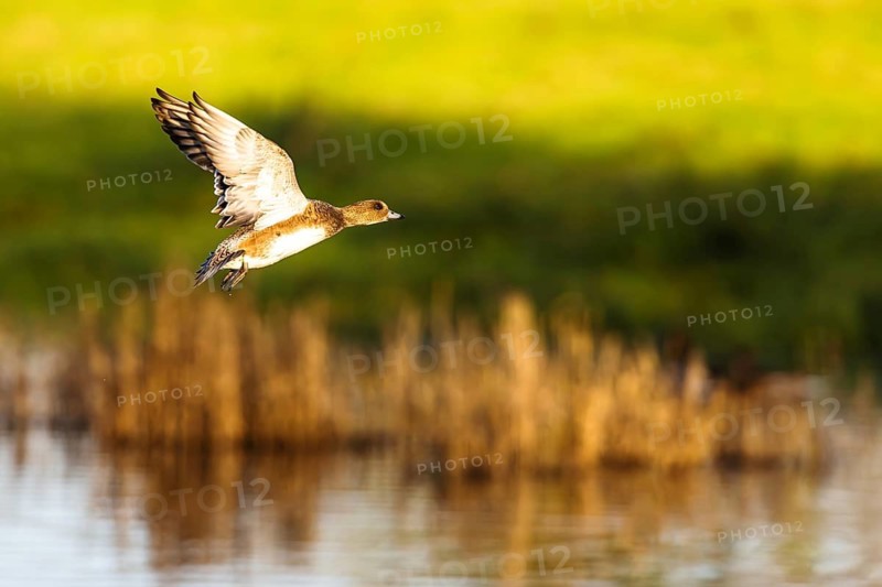 Eurasian Wigeon, Mareca penelope, female in flight over marshes in Devon, England, United Kingdom