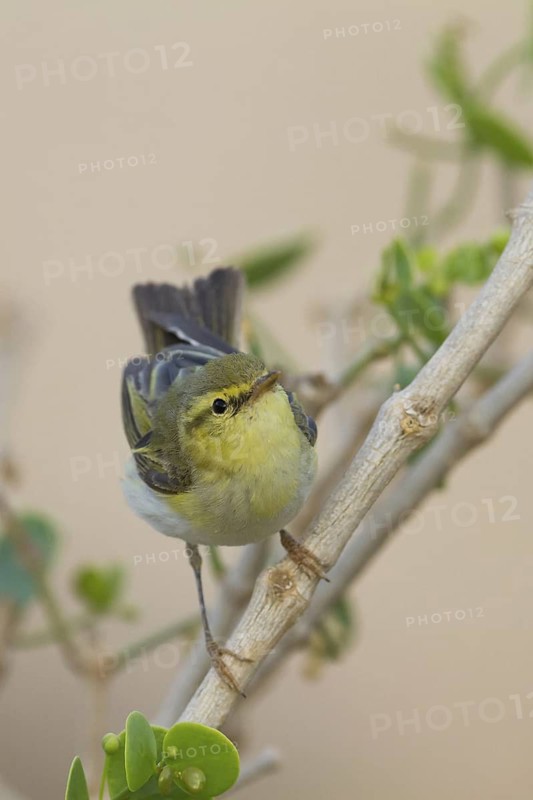 Wood Warbler (Phylloscopus sibilatrix), Oman
