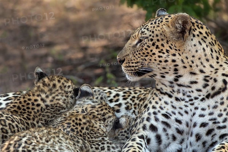 Leopard (Panthera pardus) female with 2 cubs, Sabi Sands, South Africa