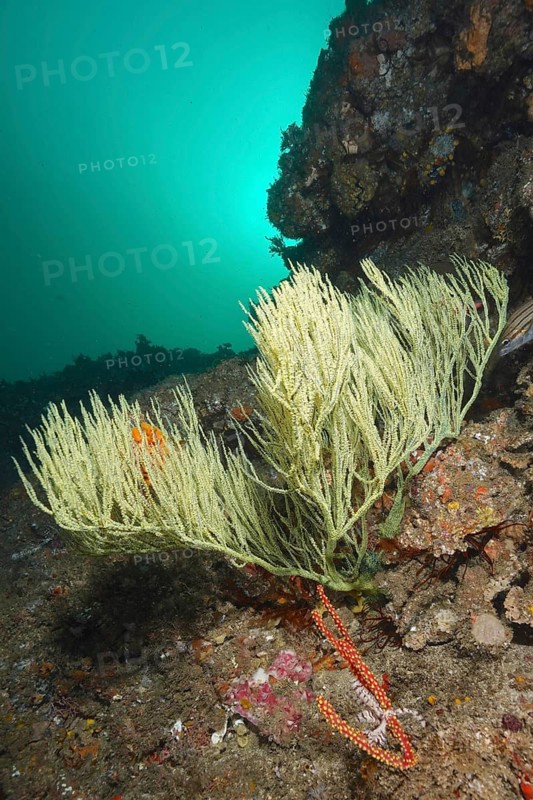 Shrub gorgonian (Rumphella sp)