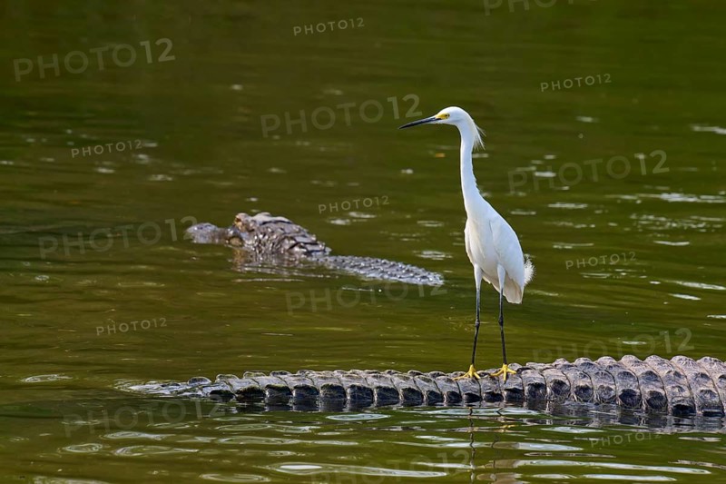 A heron stands on a crocodile in the calm water and looks ahead, Great Egret (Egretta thula), American Alligator (Alligator mississippiensis), Orlando, Florida, USA