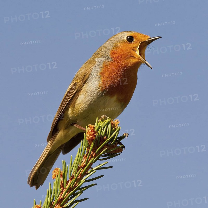 European Robin (Erithacus rubecula) singing, Asturias, Spain