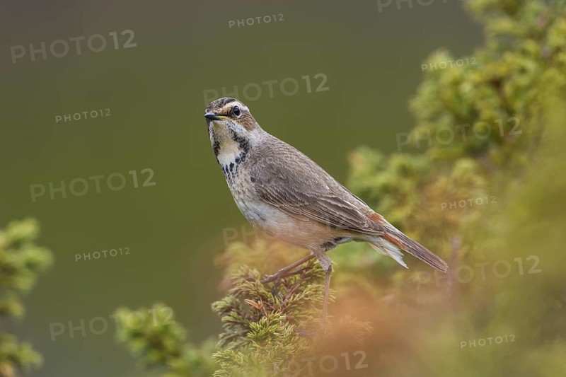 Blaukehlchen rotsterniges (Luscinia svecica svecica) Bluethroat, female