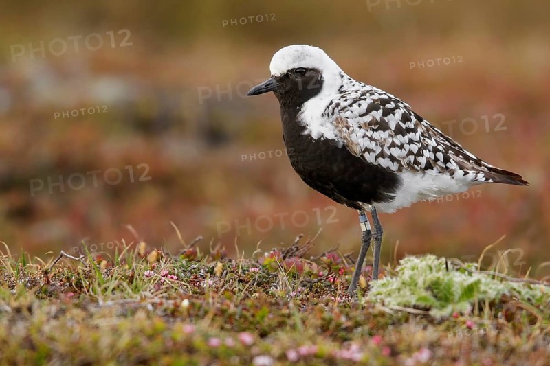 Black-bellied Plover (Pluvialis squatarola) perched on the tundra in Nome, Alaska