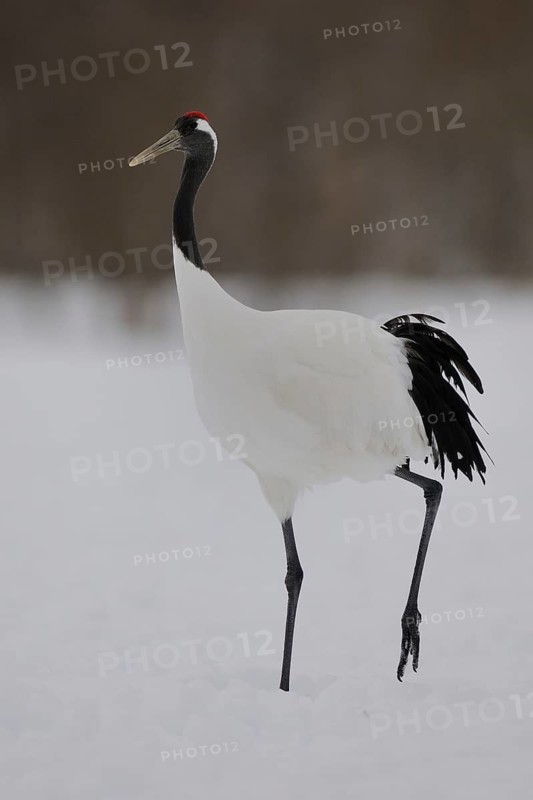Red-crowned Crane (Grus japonensis), Hokkaido, Japan