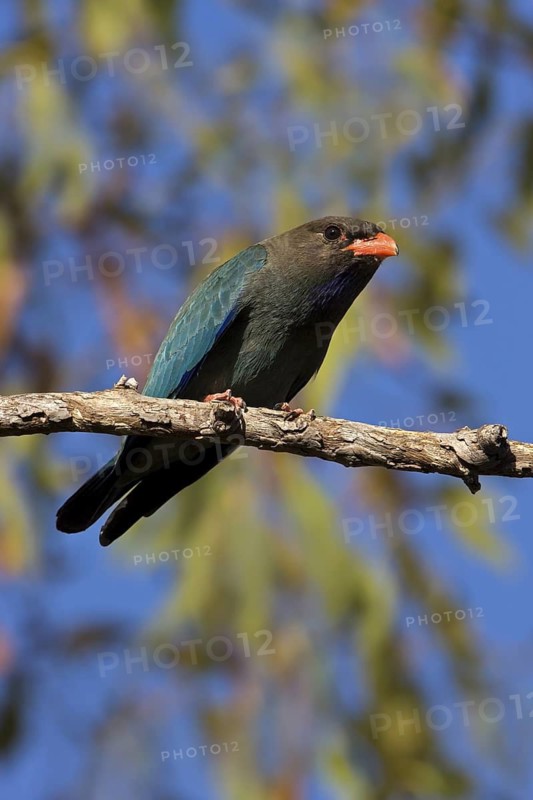 Oriental Dollarbird (Eurystomus orientalis), Western Australia, Australia