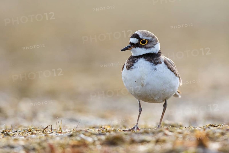 Little Ringed Plover (Charadrius dubius) female, North Rhine-Westphalia, Germany